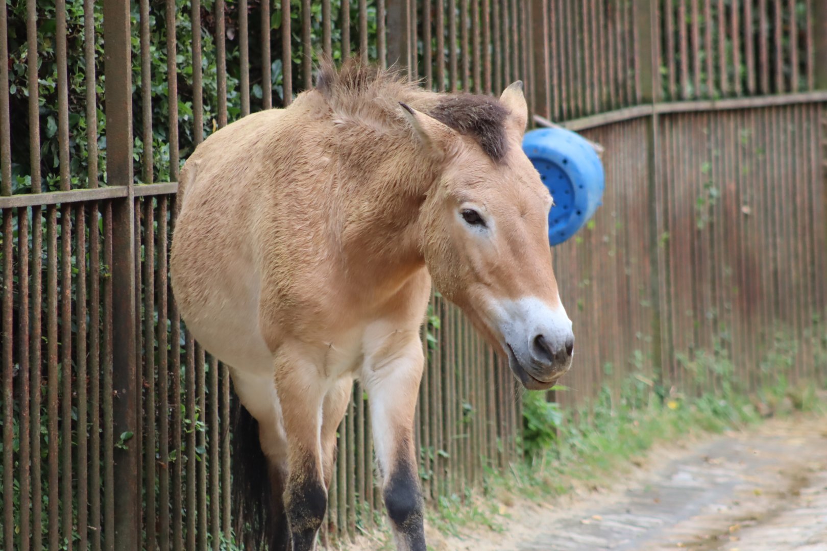 Przewalski's Horse - 6th July 2024
