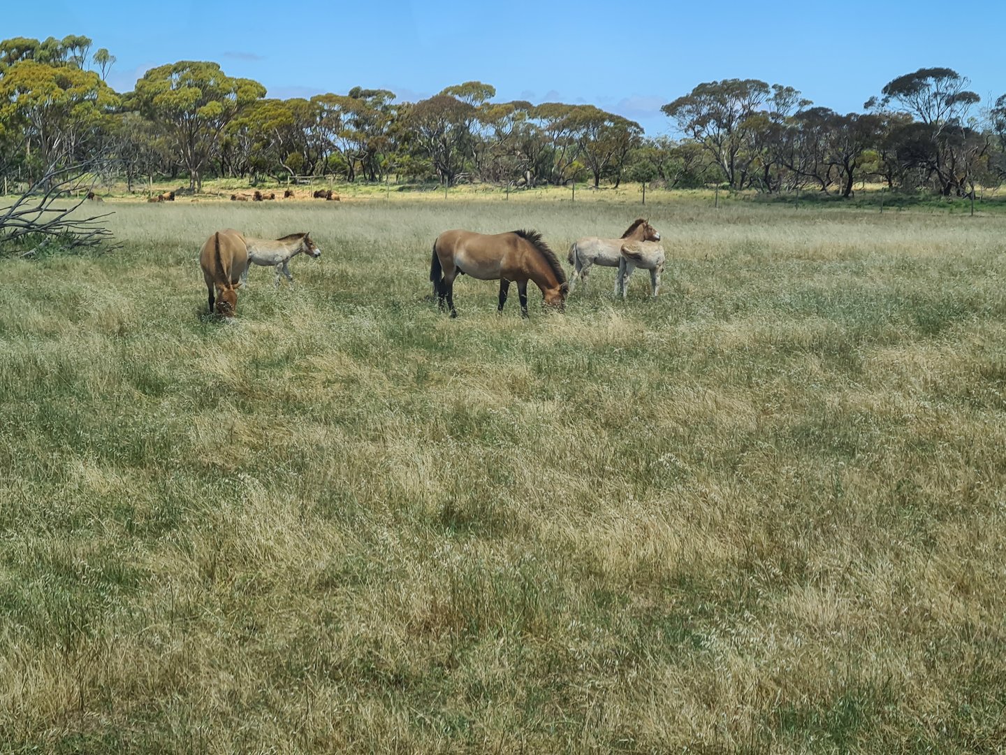 Przewalski's horse and American Bison (in background)