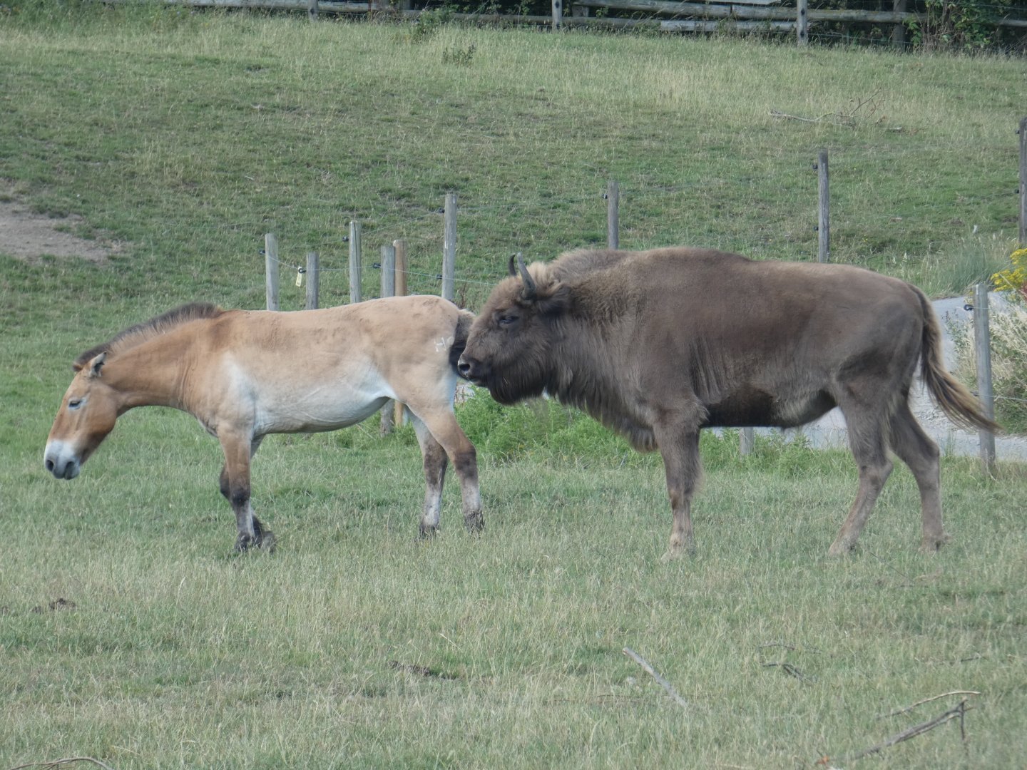 Przewalski's Horse and European Bison