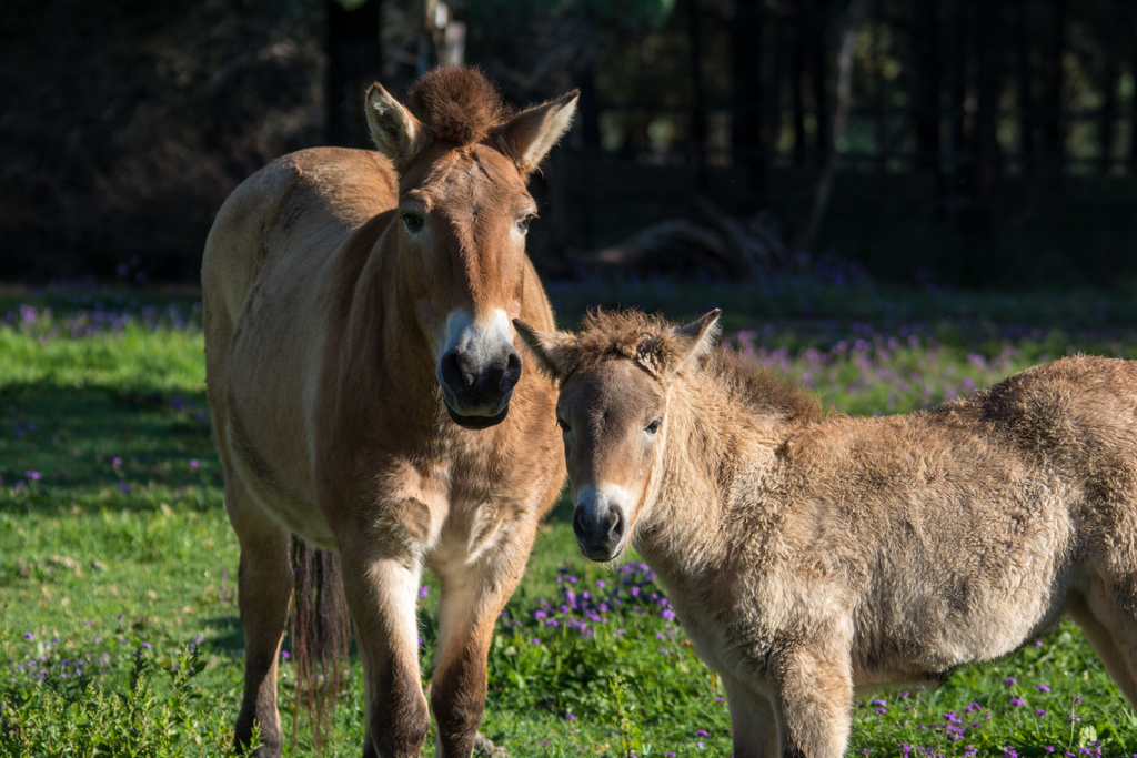 Przewalski's Horse and foal - Western Plains Zoo visit - April 2014