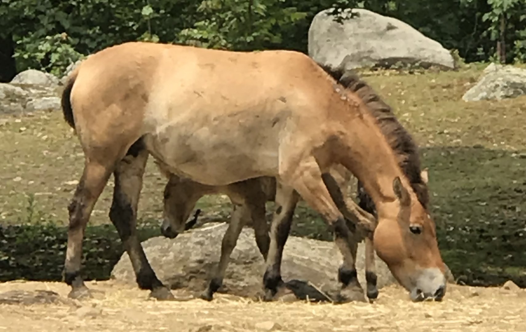 Przewalski’s Horse and Foal