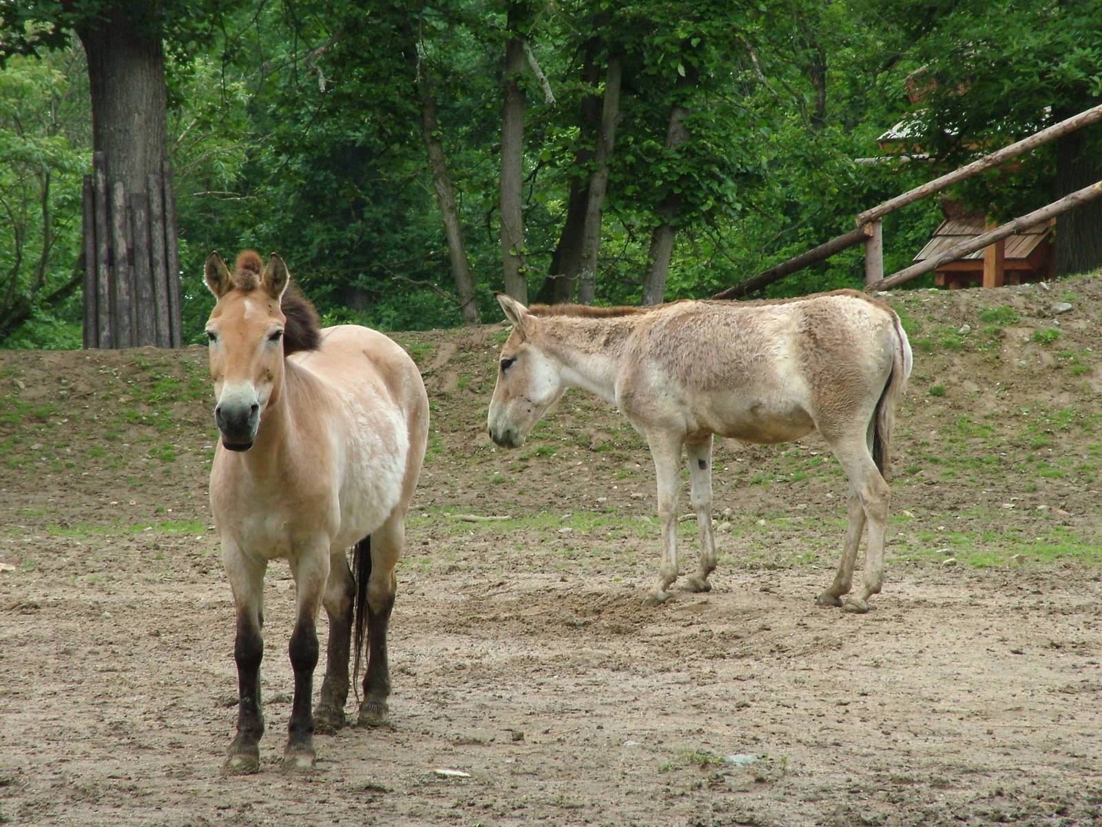 Przewalski's Horse and Kulan at Brno, 27/05/10