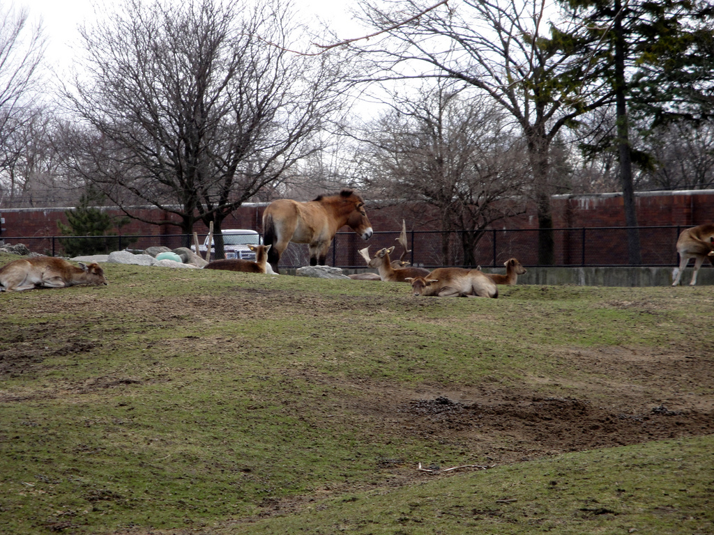 Przewalski's Horse and Sika Deer