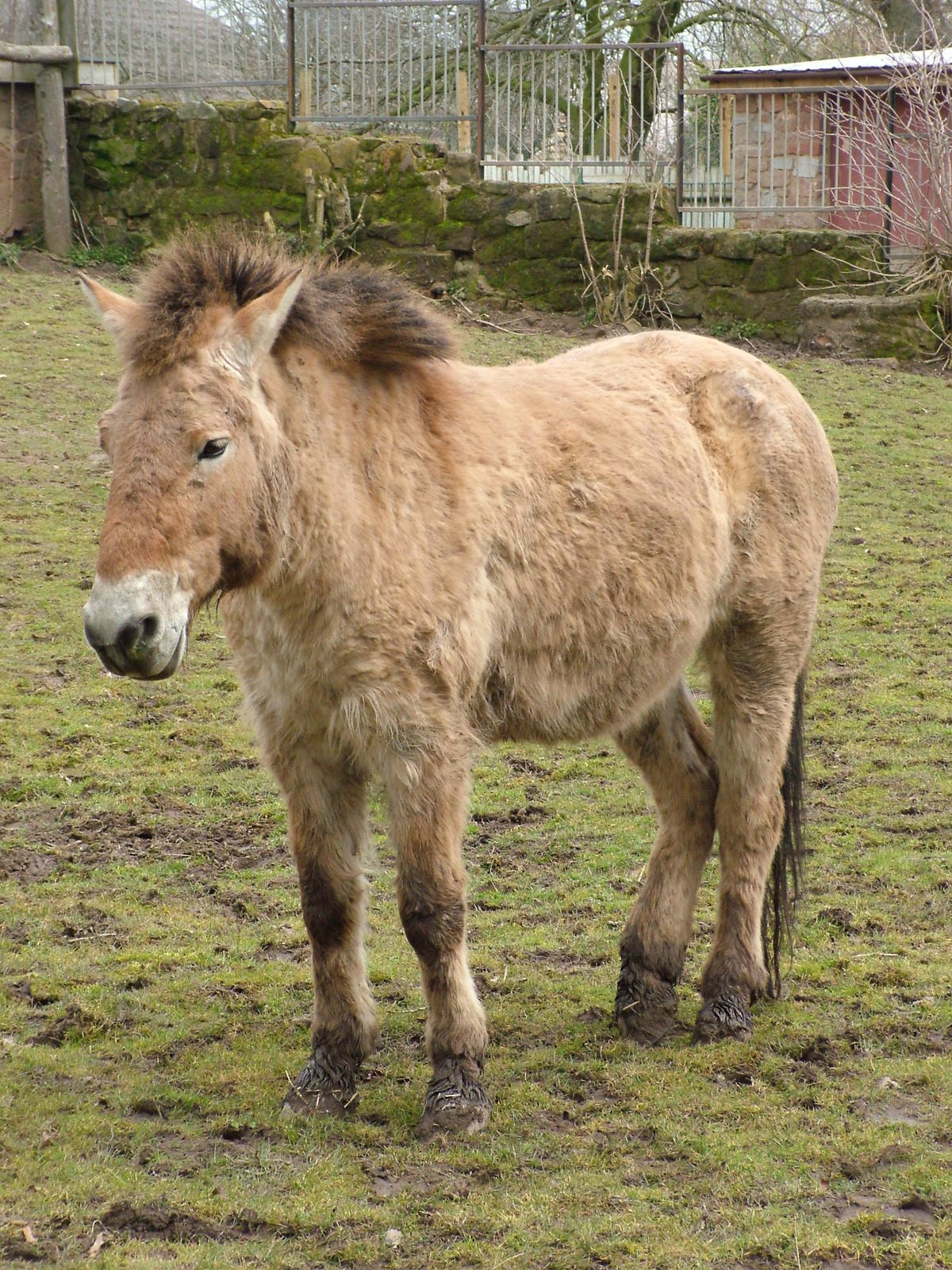 Przewalski's Horse at Chester 06/03/10