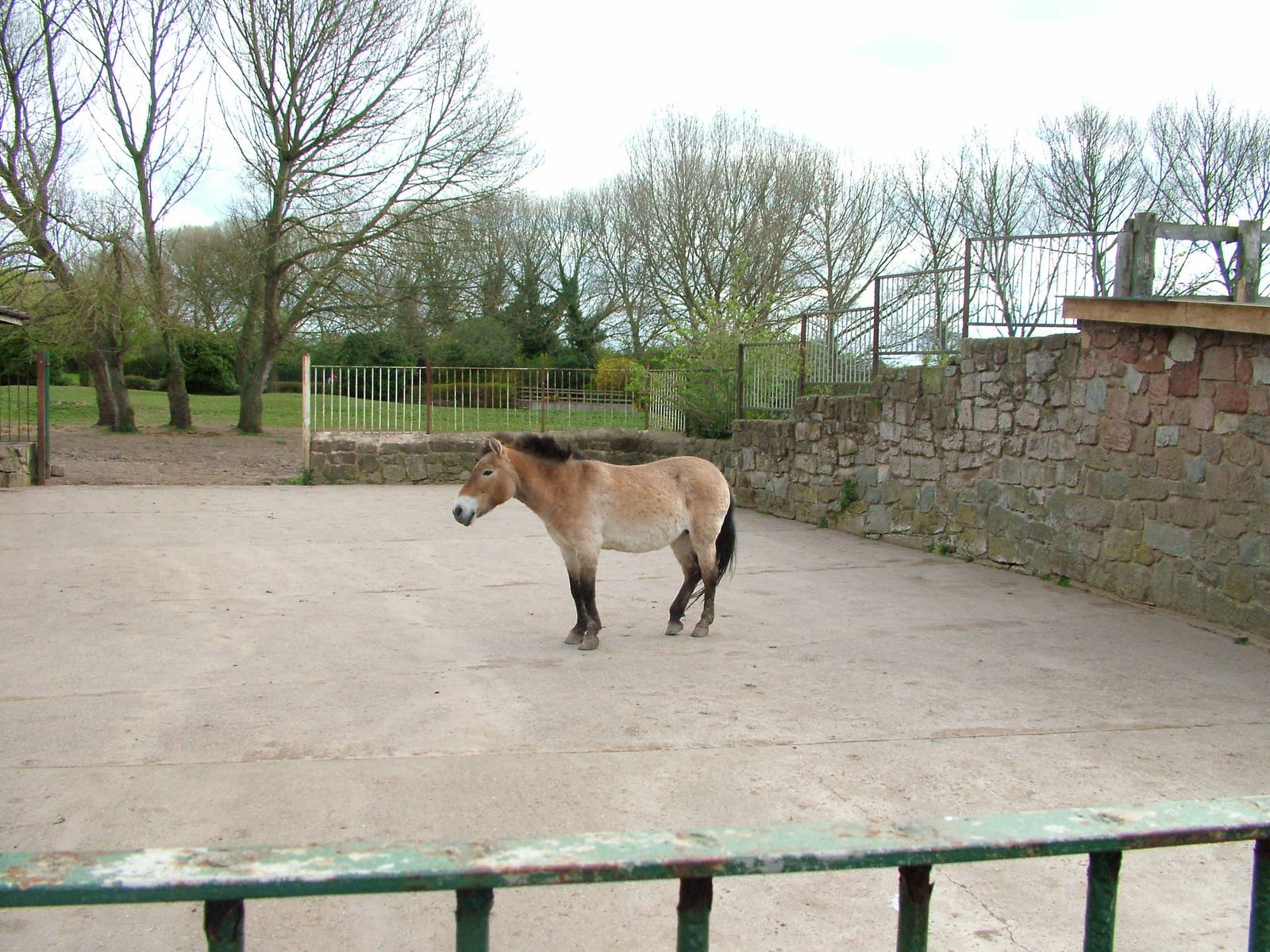 Przewalski's Horse at Chester 25/04/10