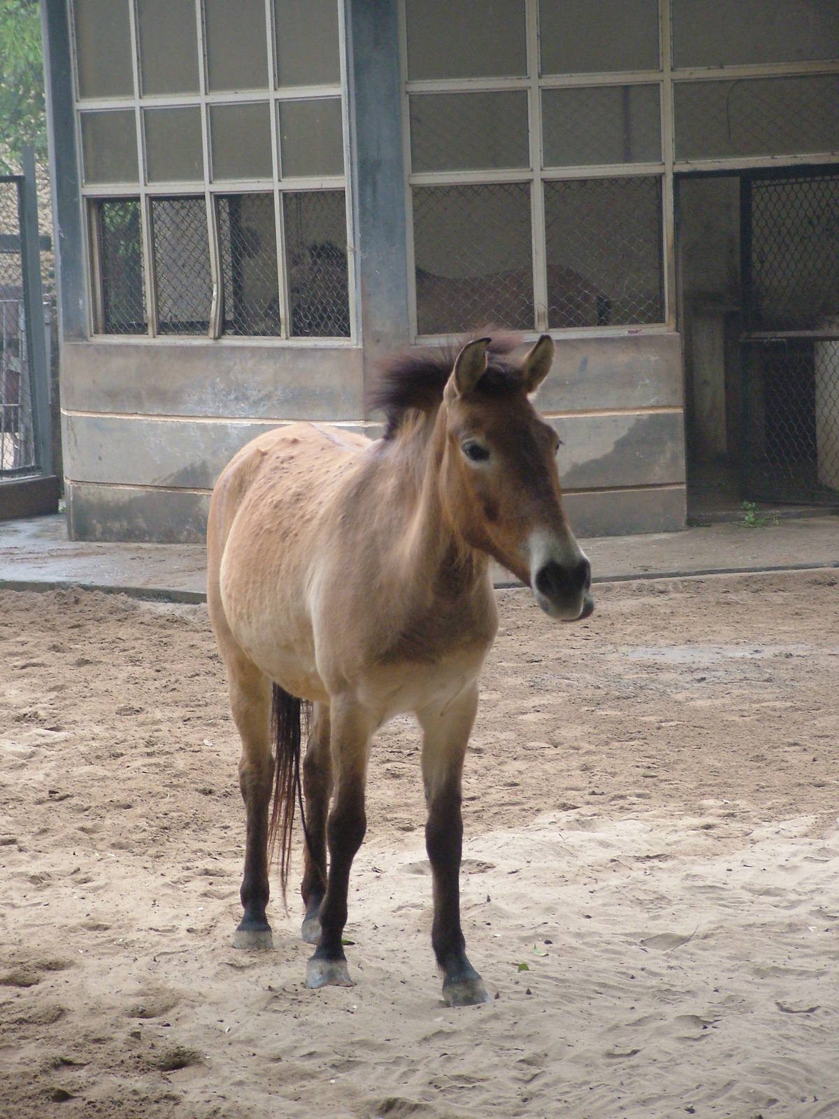 Przewalski's Horse at Hanoi Zoo, 15/03/12