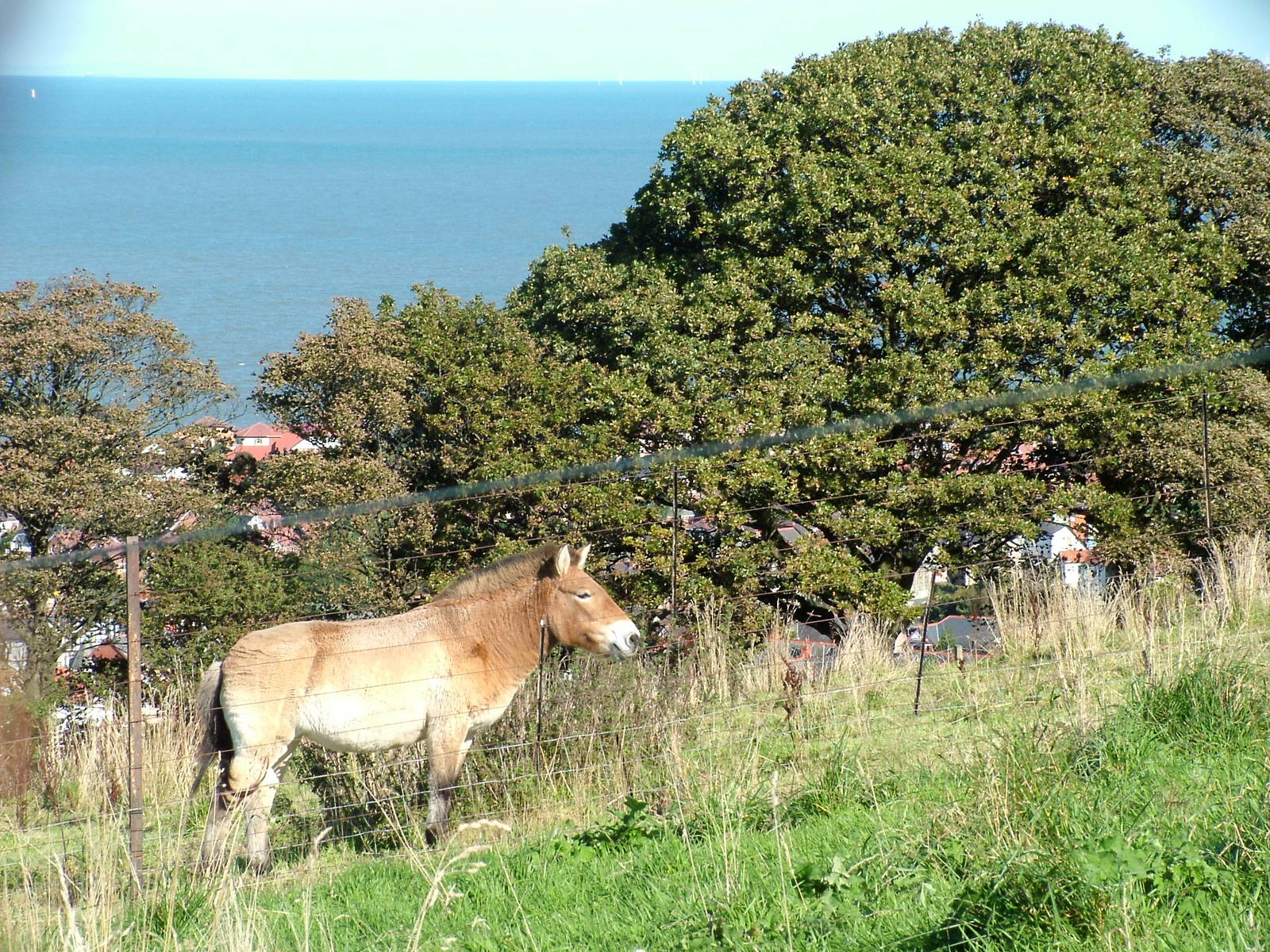 Przewalski's Horse at the Welsh Mountain Zoo Oct 08