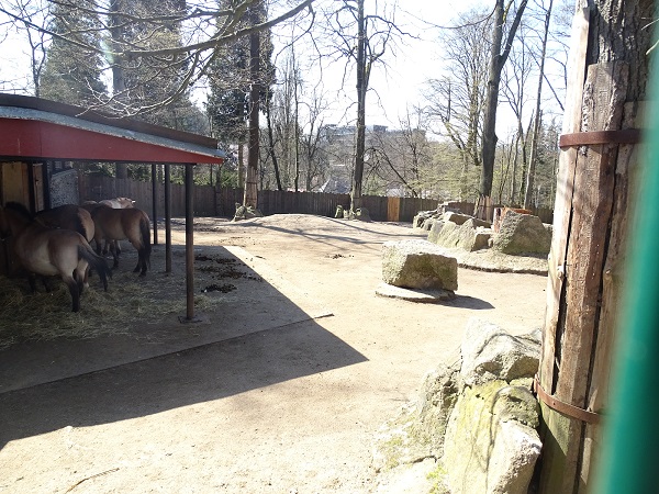 Przewalski's horse enclosure (04/2023)