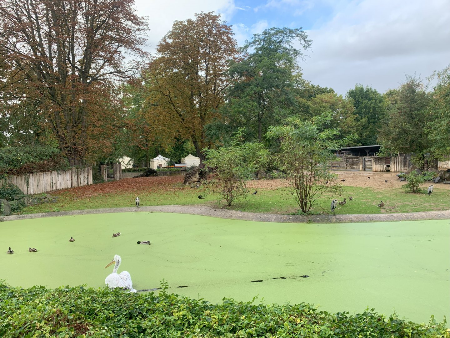 Przewalski's Horse enclosure and Pelican pond - Asia