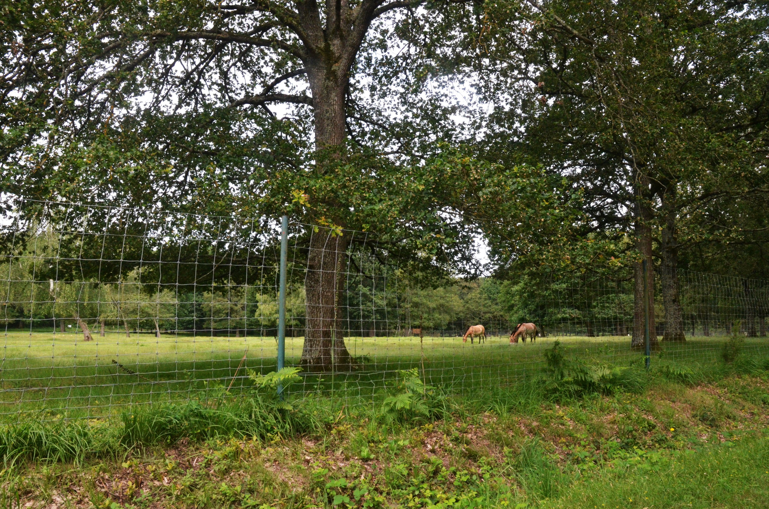 Przewalski's Horse Enclosure at Haute-Touche, 14/06/18