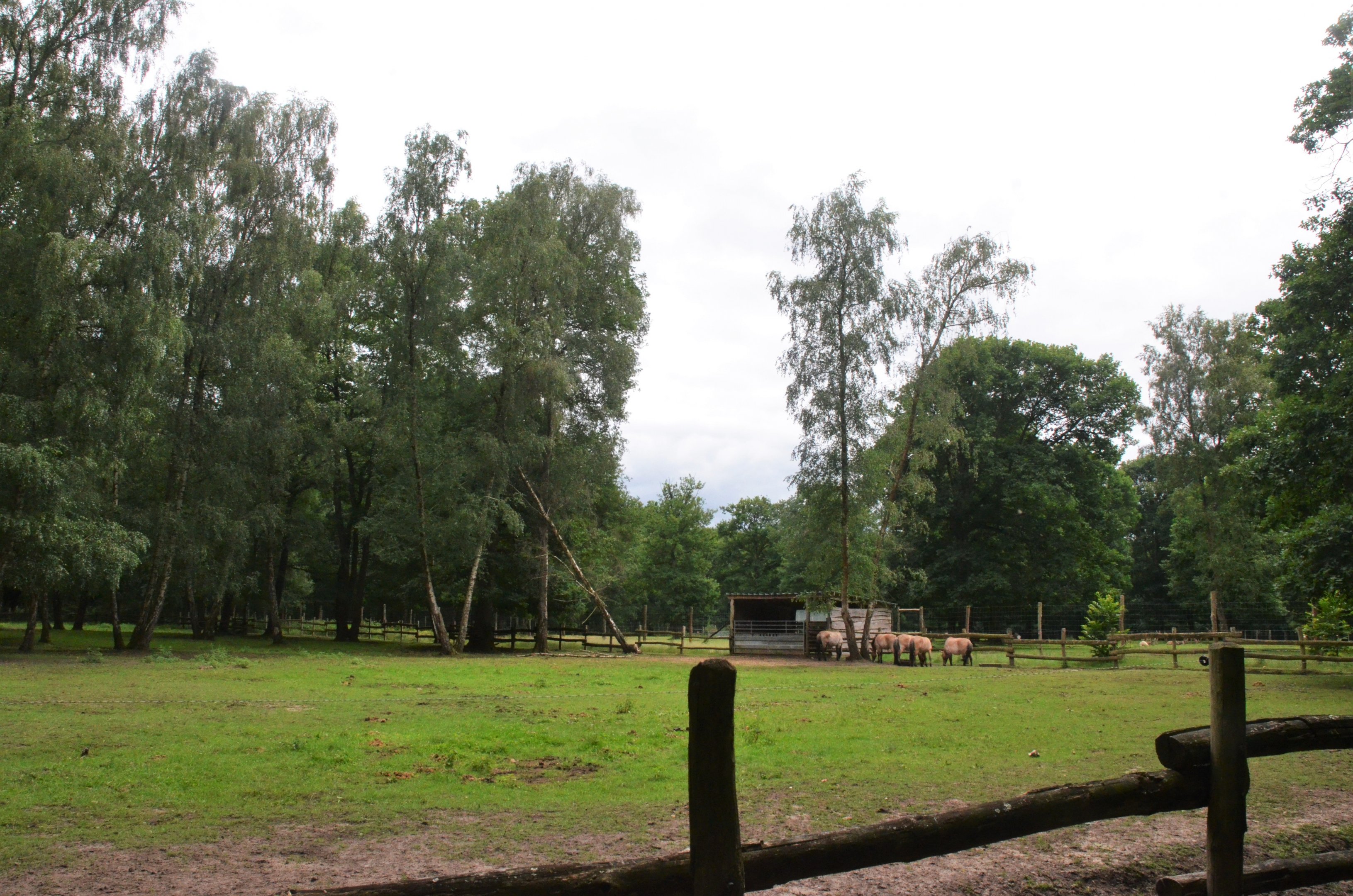 Przewalski's Horse Enclosure at Pescheray, 13/06/18
