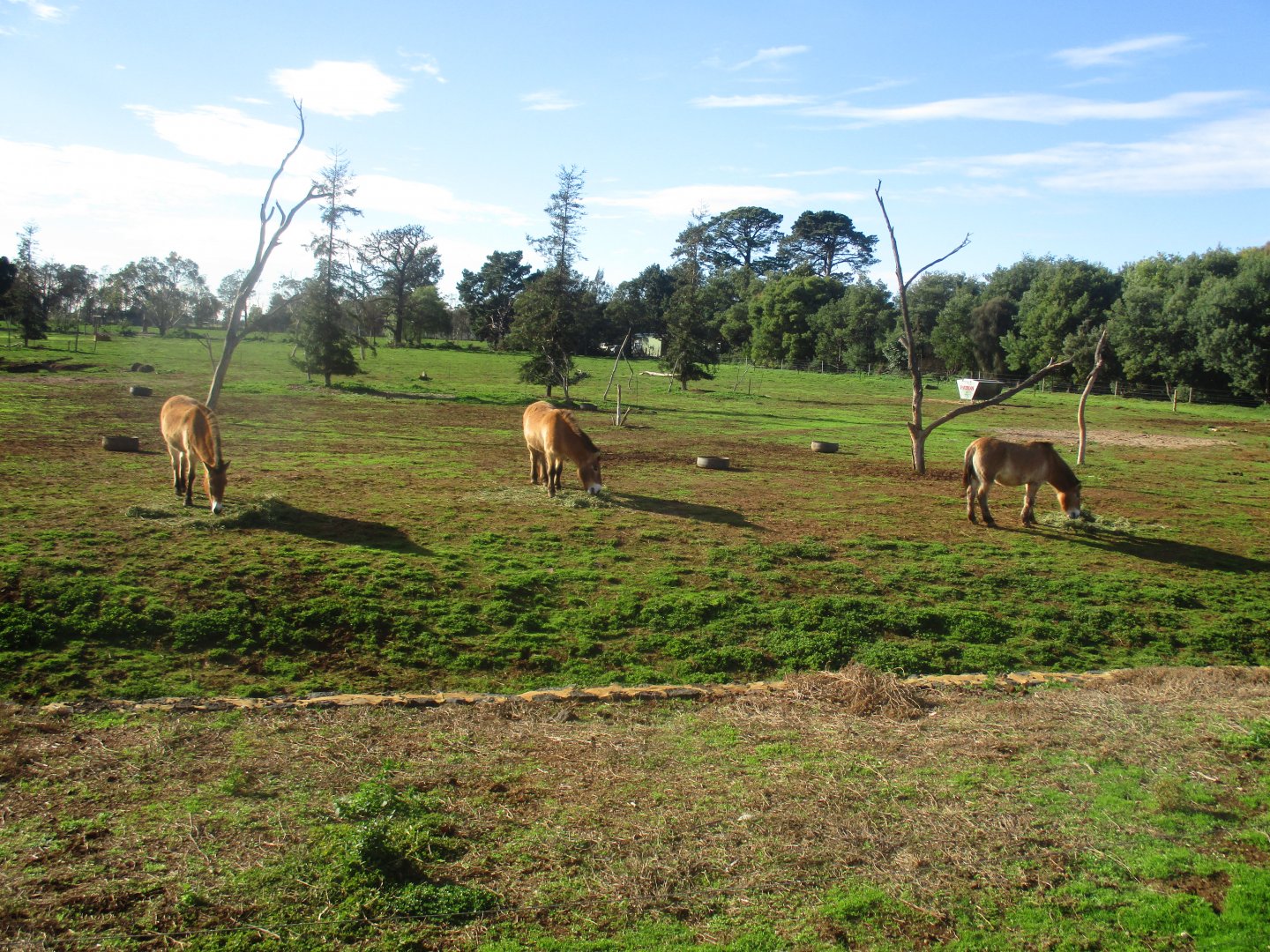 Przewalski's Horse Enclosure - June 2016