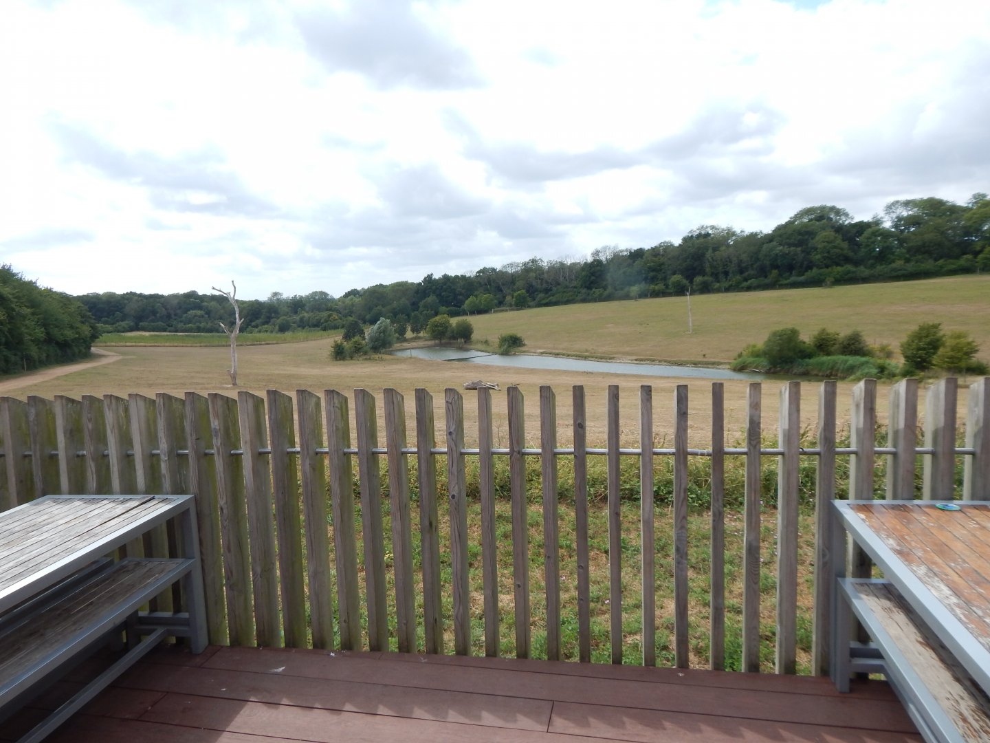 Przewalski's horse enclosure - view from cafe 150725