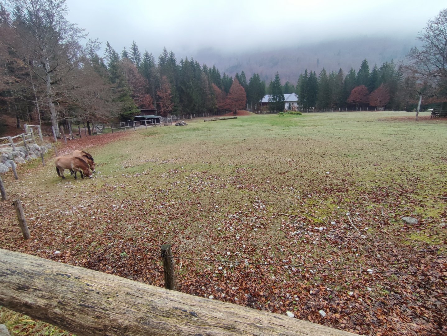 Przewalski's horse enclosure - Wildpark Grünau/Cumberland