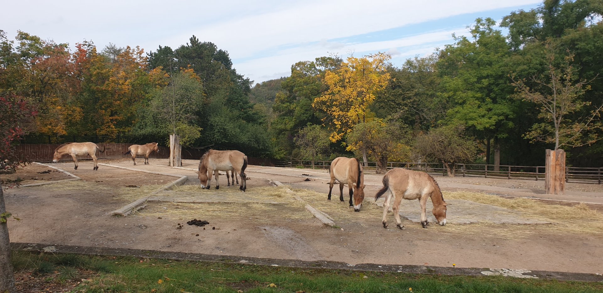 Przewalski's horse enclosure