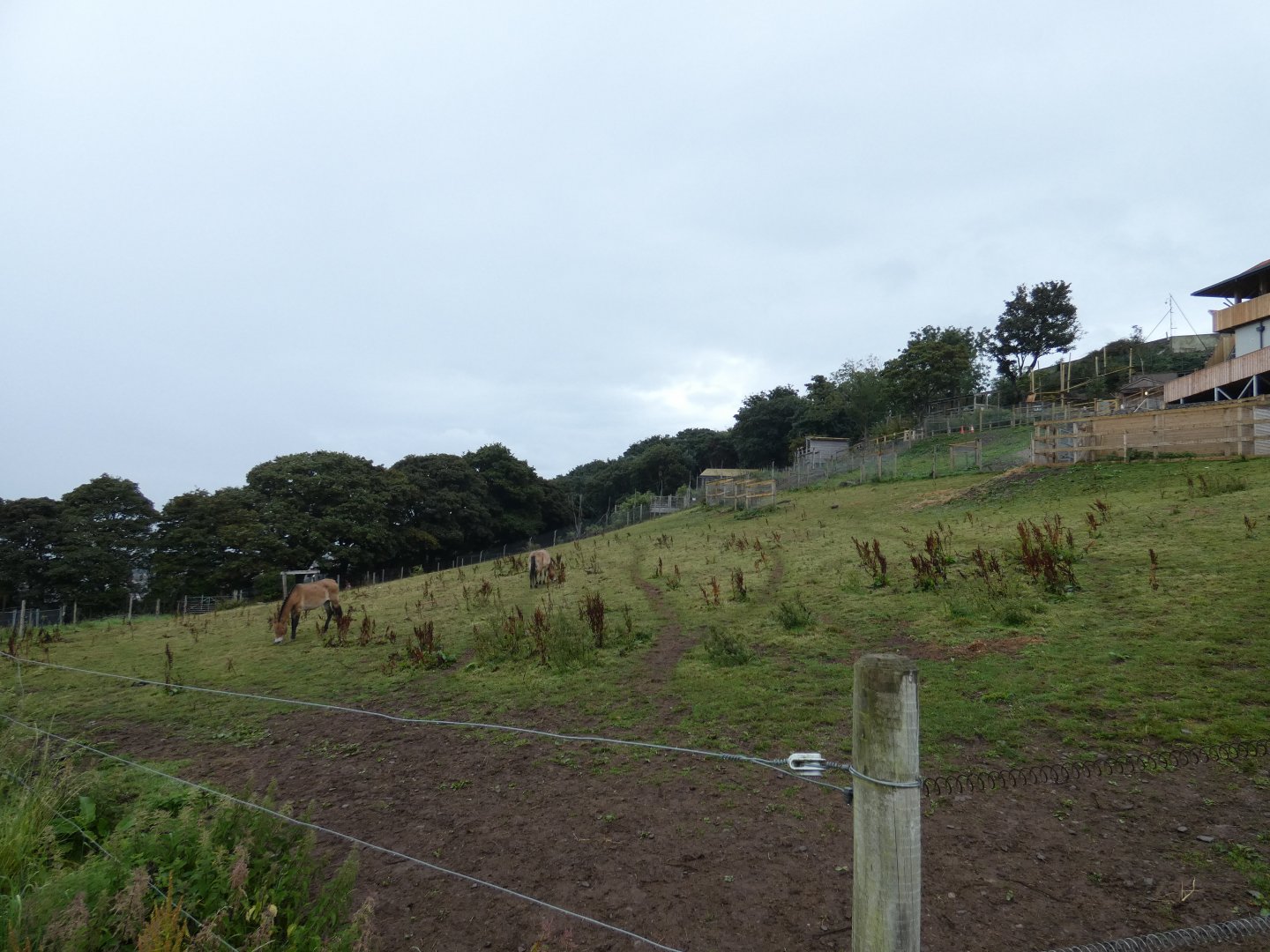 Przewalski's Horse enclosure
