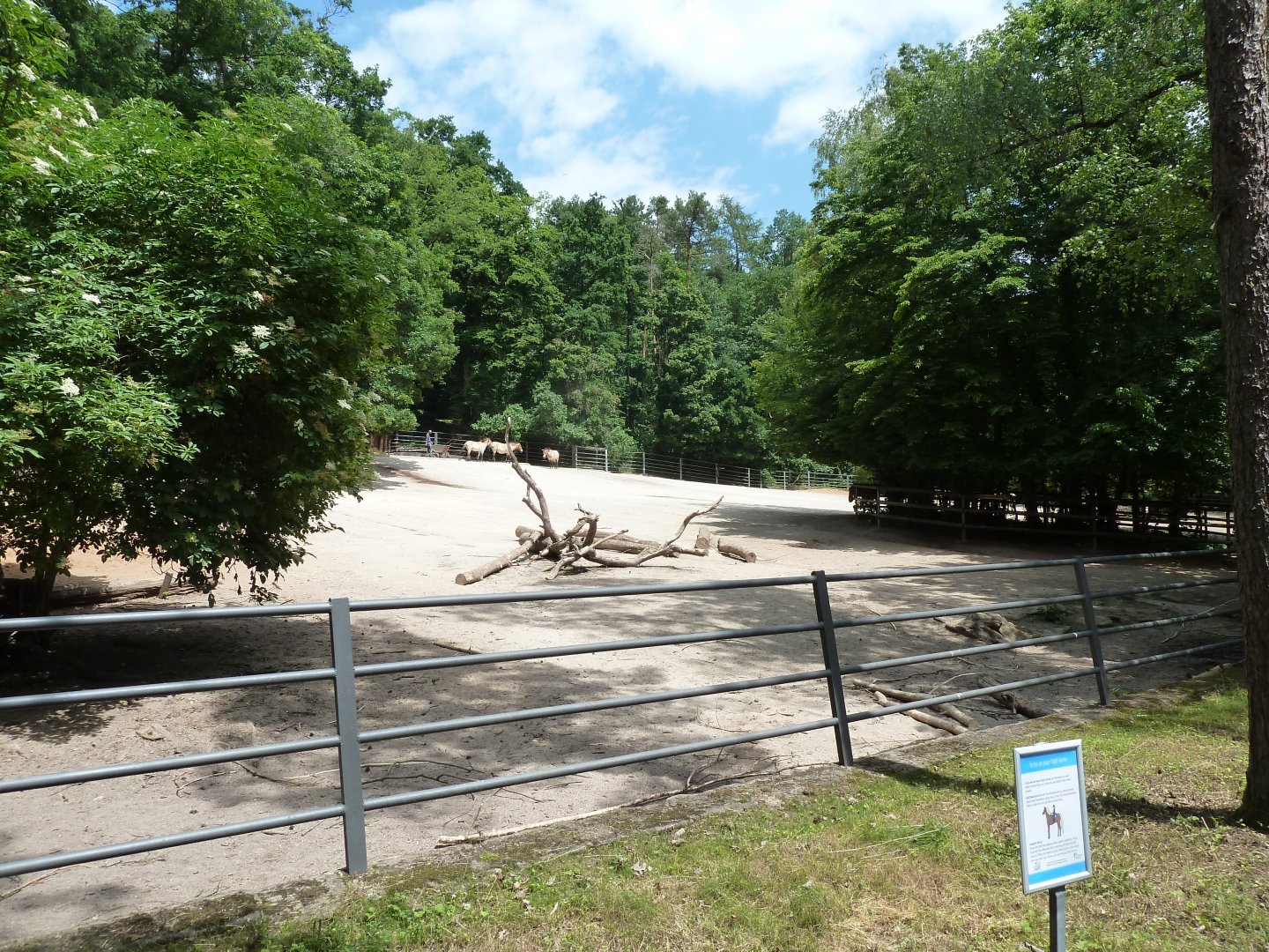 Przewalski's horse enclosure