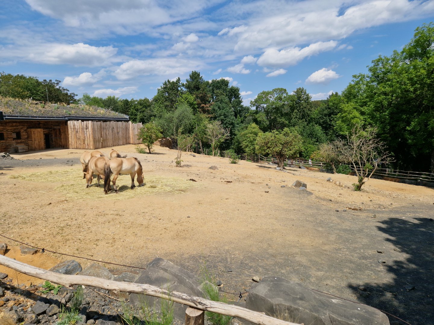 Przewalski's horse enclosure
