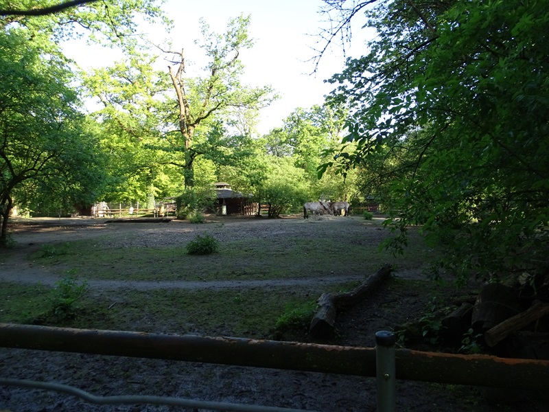 Przewalski's horse enclosure