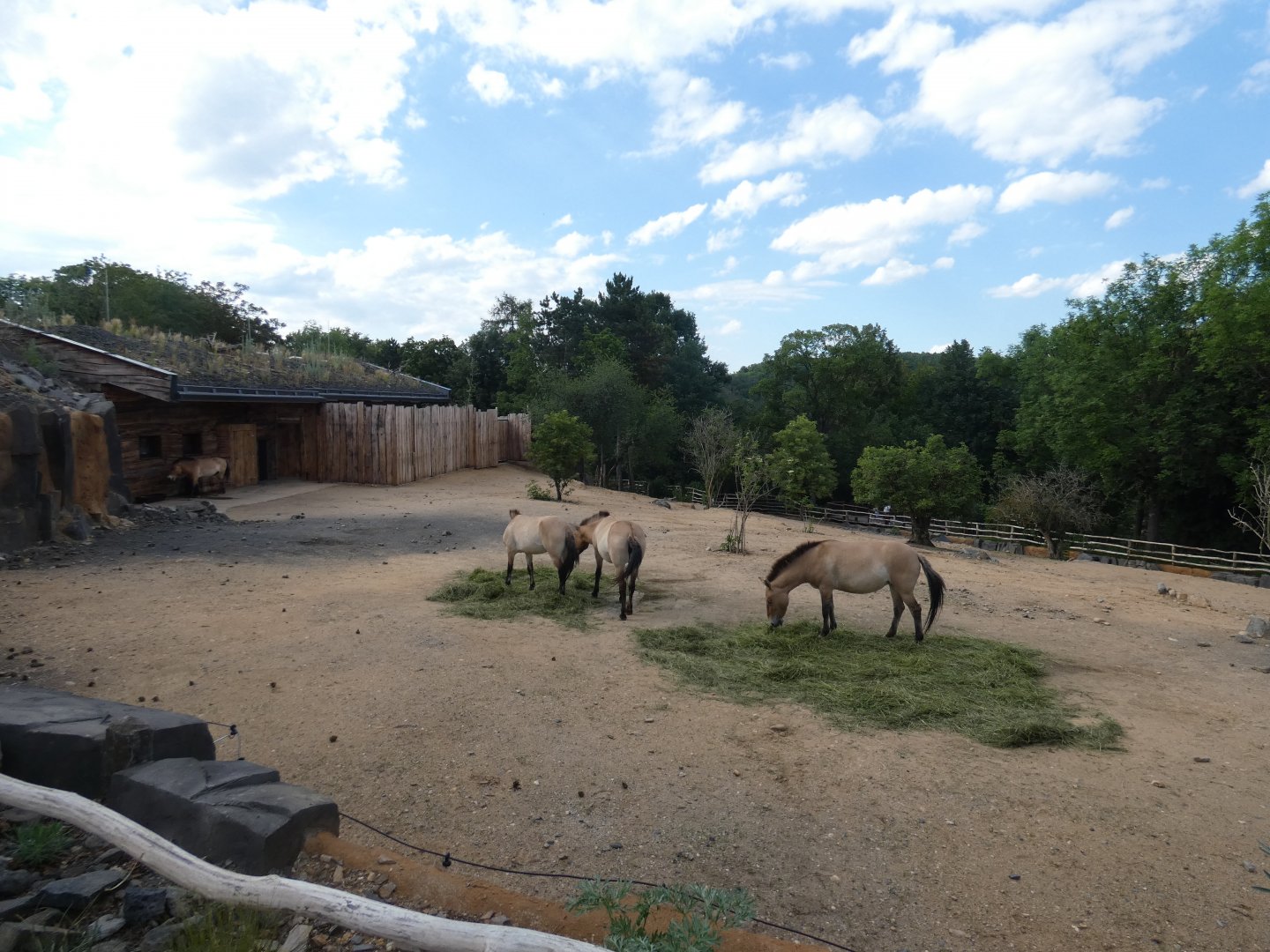 Przewalski's horse enclosure
