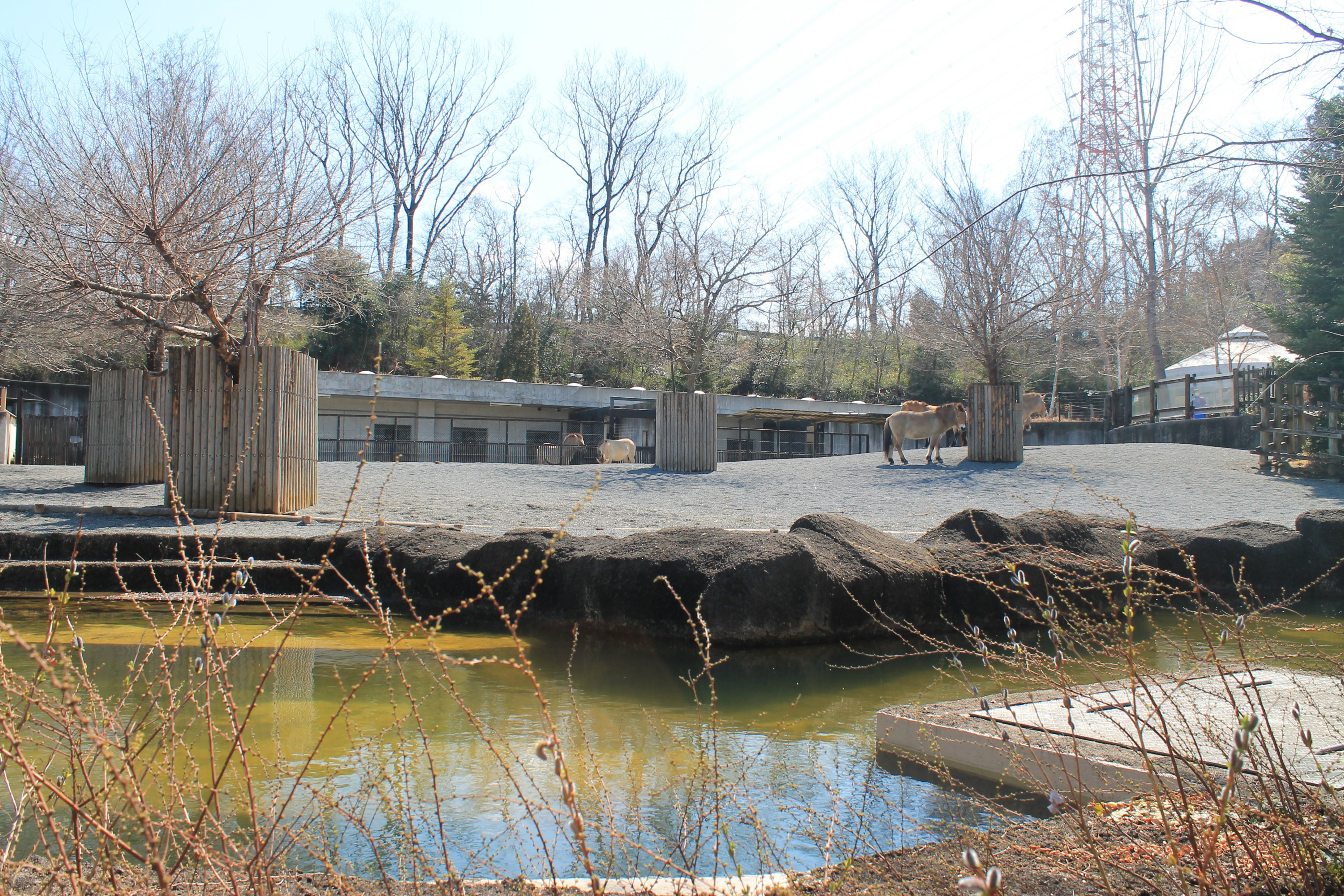Przewalski's Horse enclosure