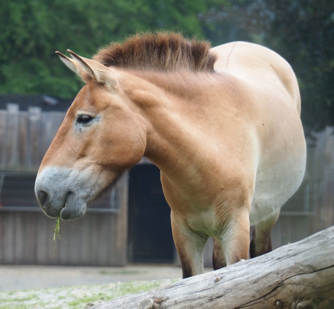 Przewalski's horse (Equus ferus przewalskii), 2019-06-26