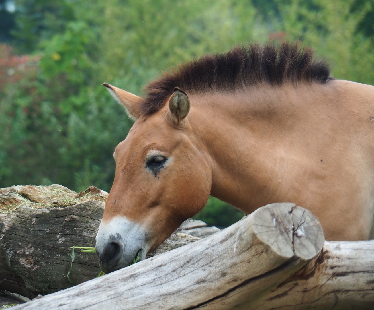 Przewalski's horse (Equus ferus przewalskii), 2019-06-26
