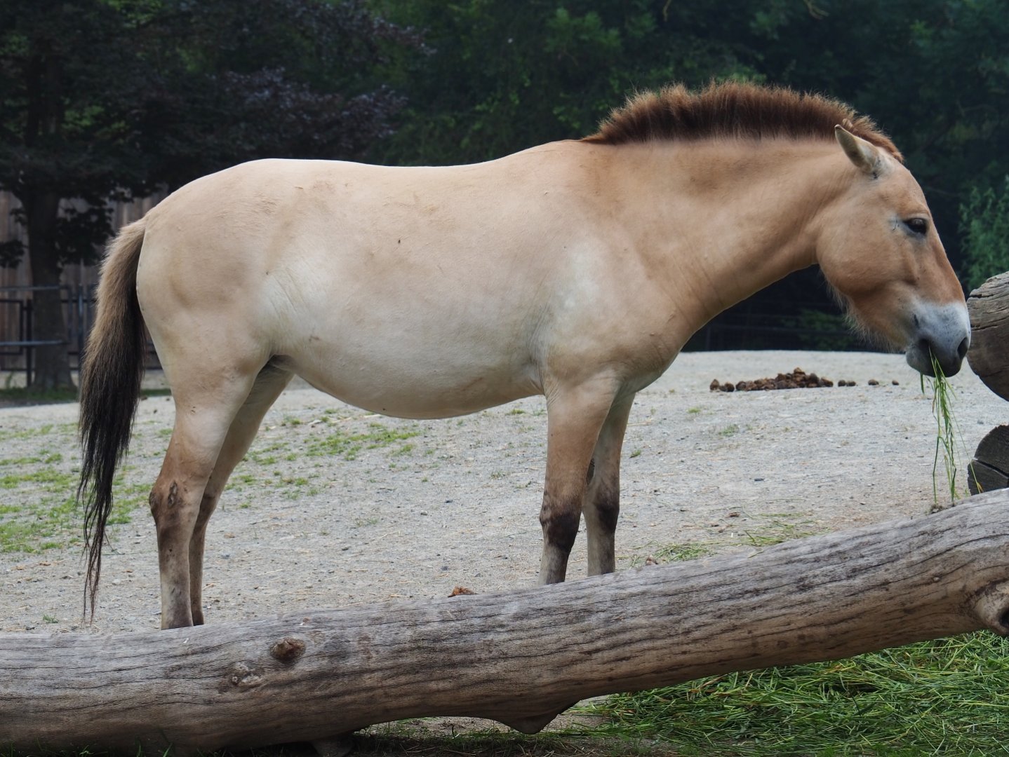 Przewalski's horse (Equus ferus przewalskii), 2019-06-26