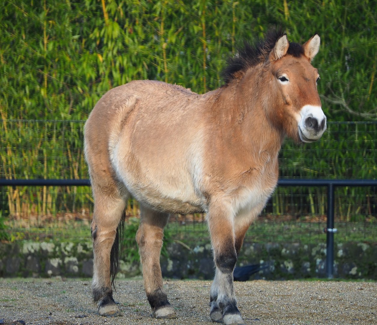 Przewalski's horse (Equus ferus przewalskii), 2019-12-28