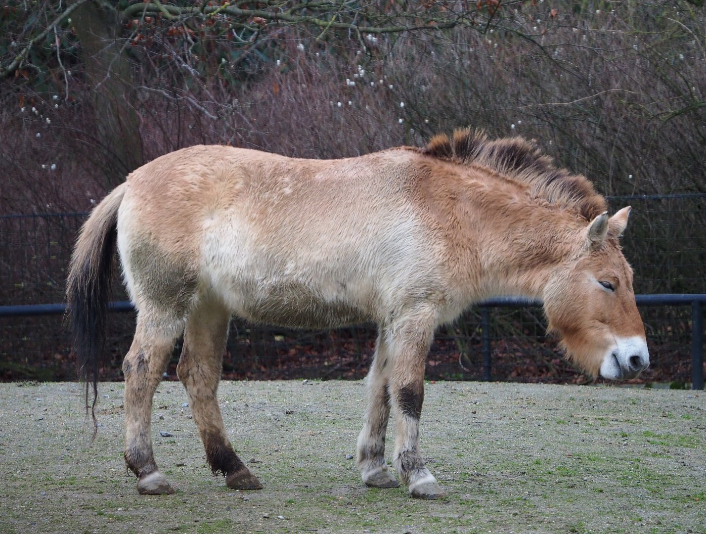 Przewalski's horse (Equus ferus przewalskii), 2020-01-11