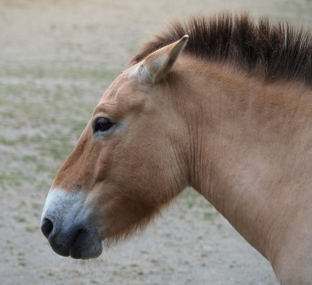 Przewalski's horse (Equus ferus przewalskii), 2020-05-23