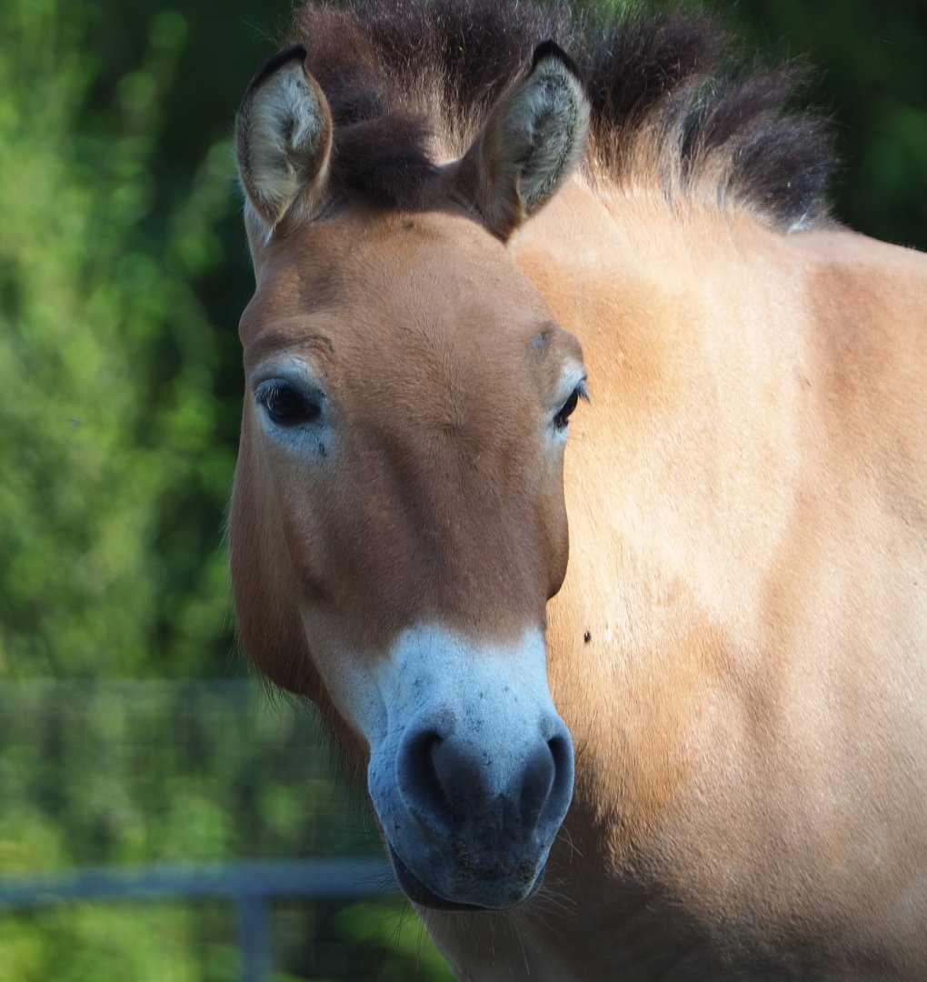 Przewalski's horse (Equus ferus przewalskii), 2020-06-12
