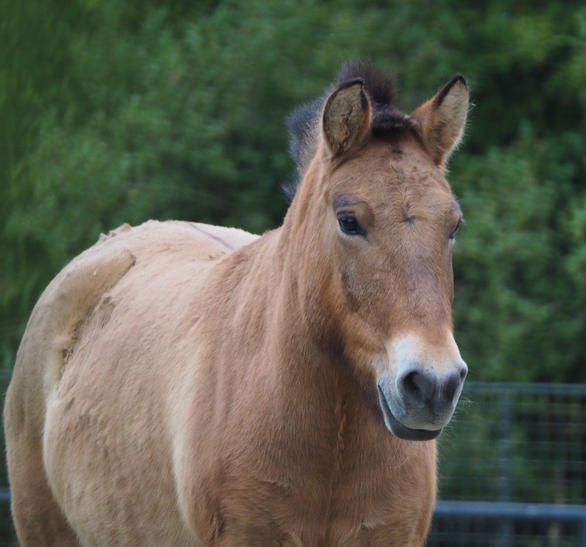 Przewalski's horse (Equus ferus przewalskii), 2020-10-19