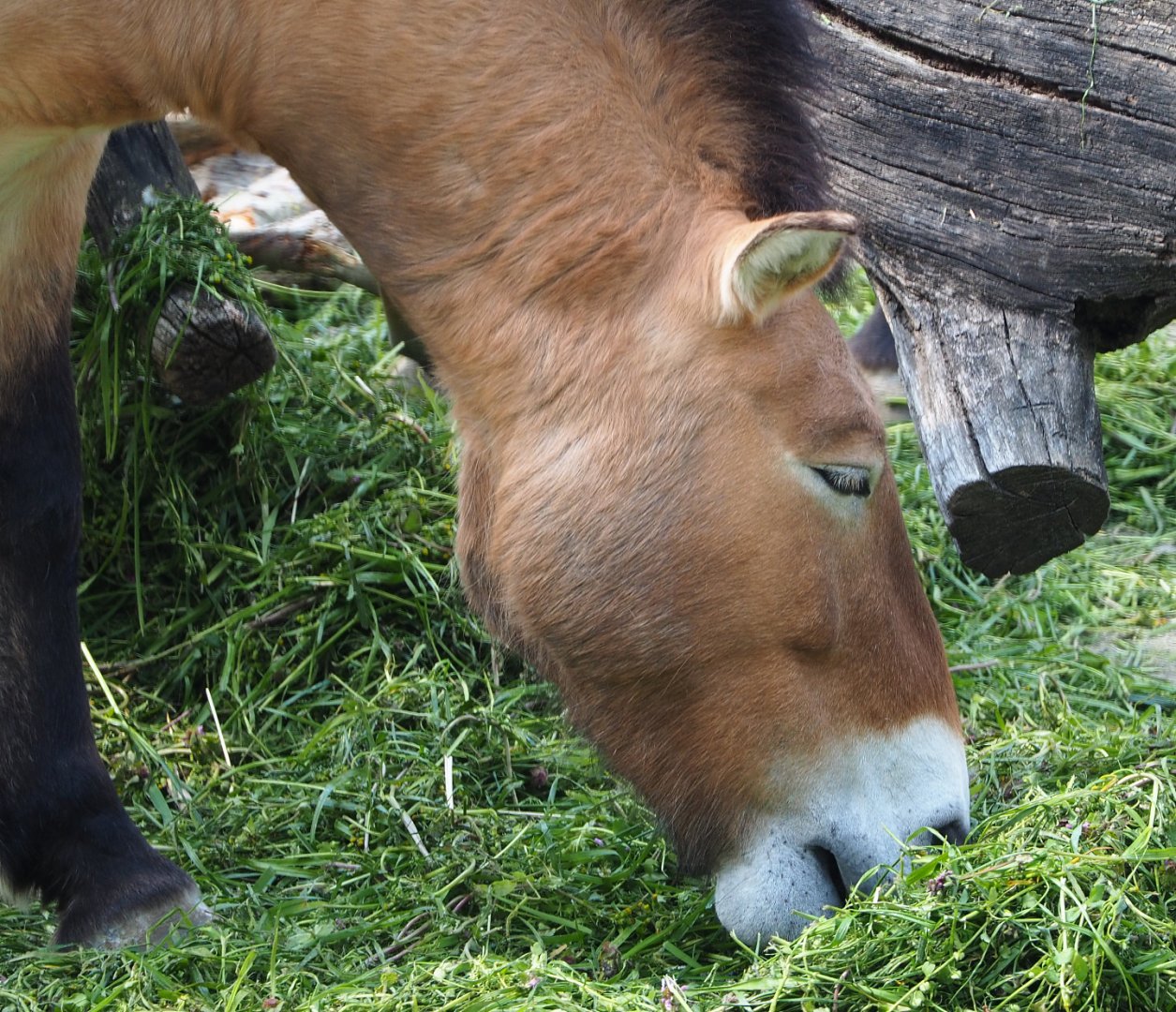 Przewalski's horse (Equus ferus przewalskii), 2021-04-20