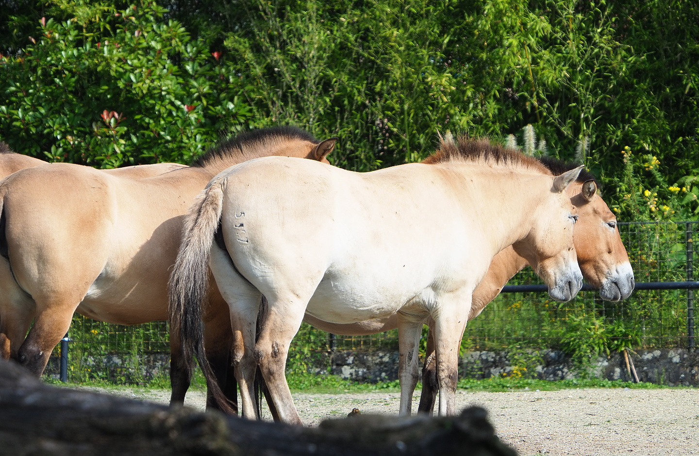 Przewalski's horse (Equus ferus przewalskii), 2021-07-20