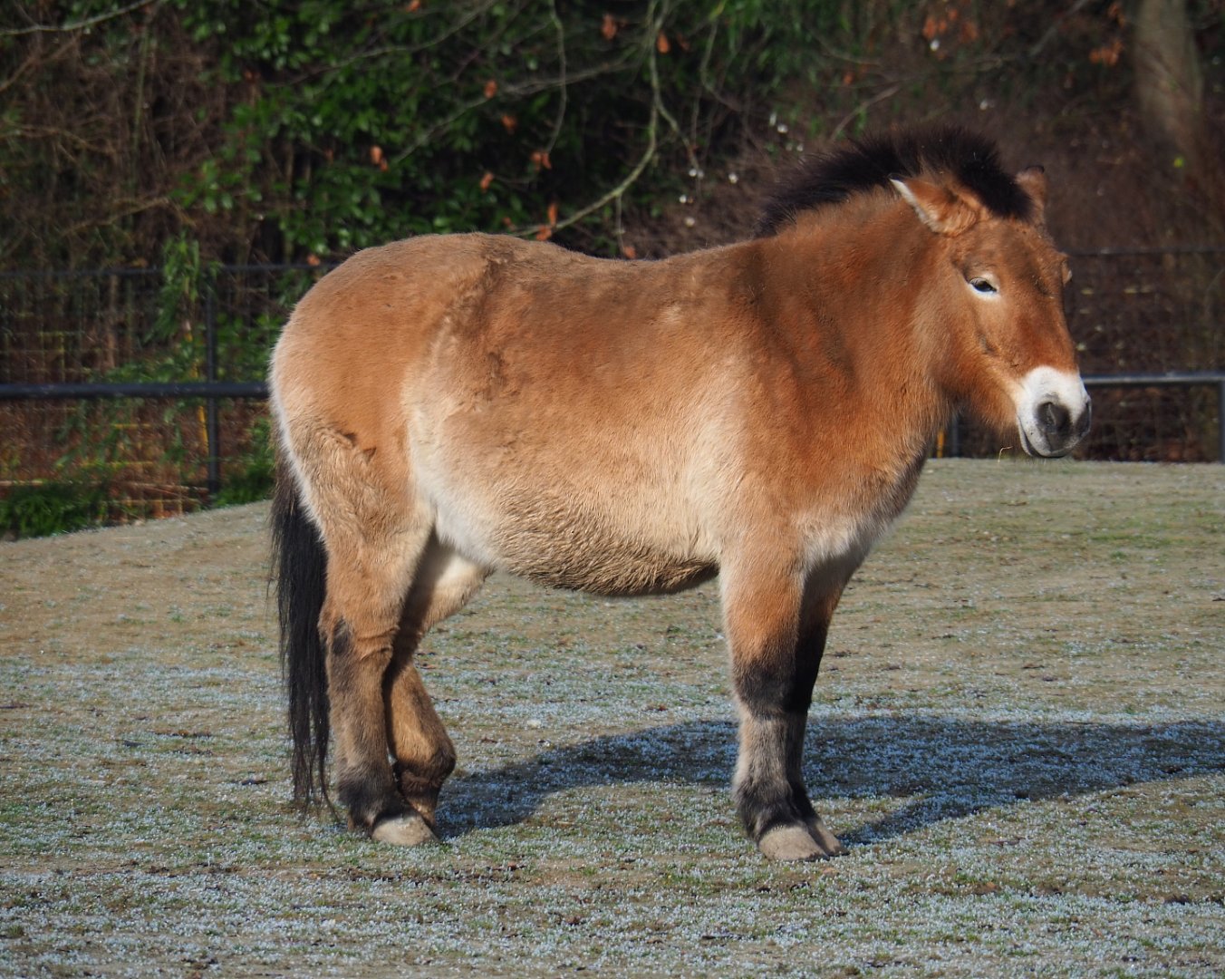 Przewalski's horse (Equus ferus przewalskii), 2021-12-22