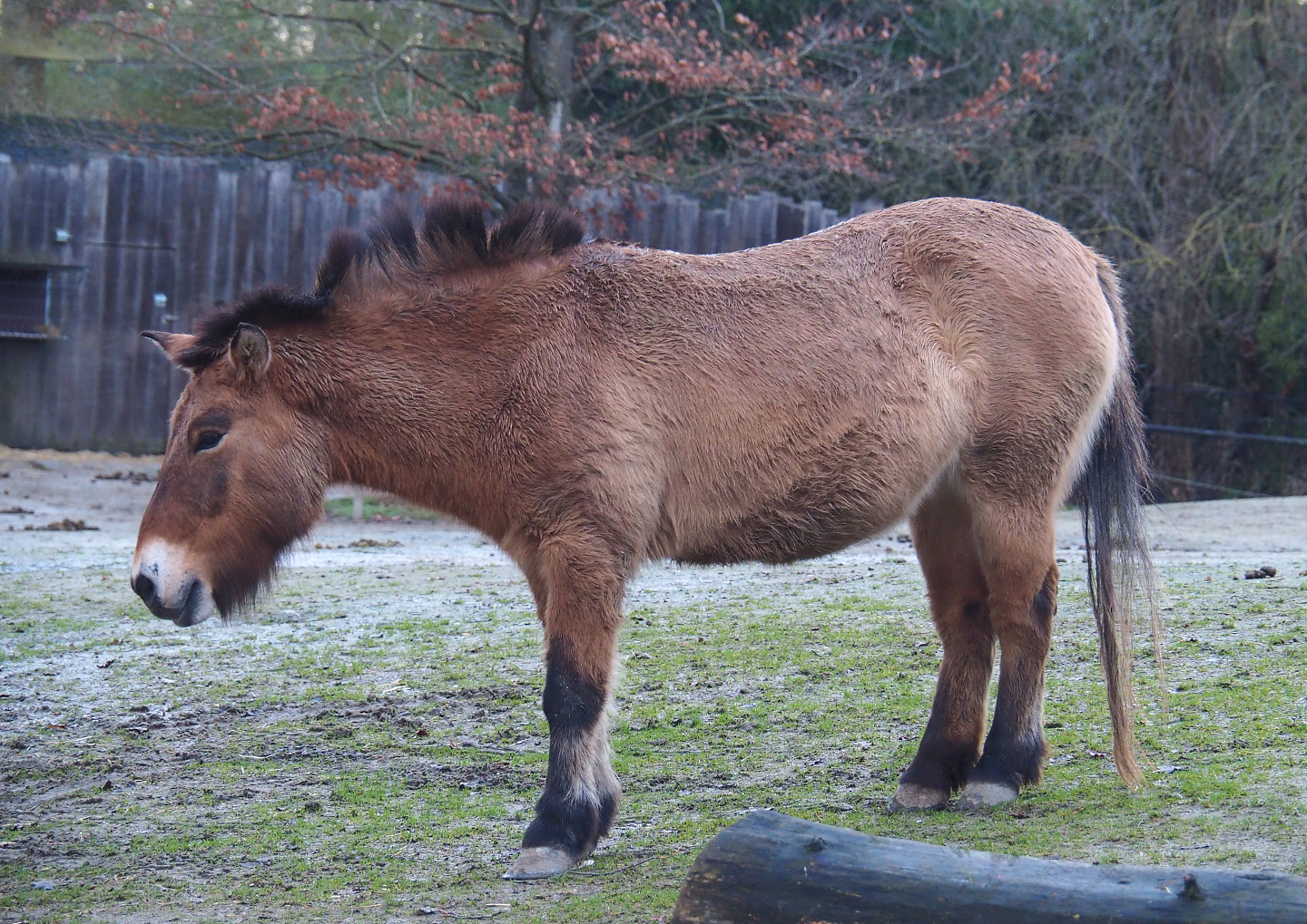 Przewalski's horse (Equus ferus przewalskii), 2022-01-02