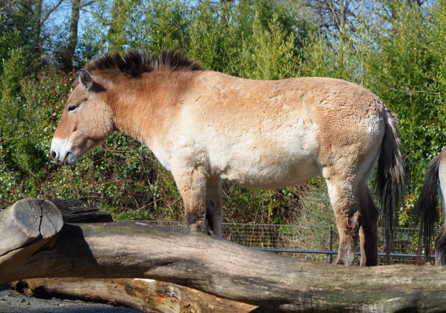 Przewalski's horse (Equus ferus przewalskii), 2022-03-08