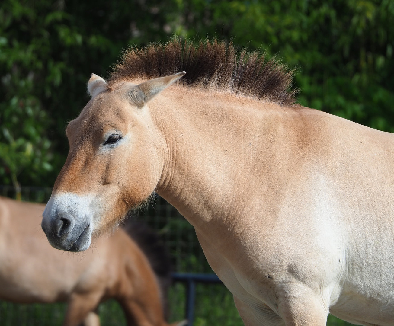 Przewalski's horse (Equus ferus przewalskii), 2022-05-28