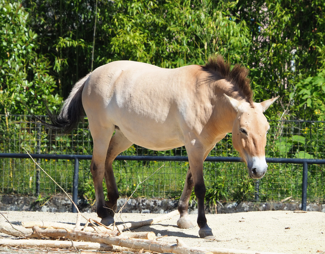 Przewalski's horse (Equus ferus przewalskii), 2022-06-15