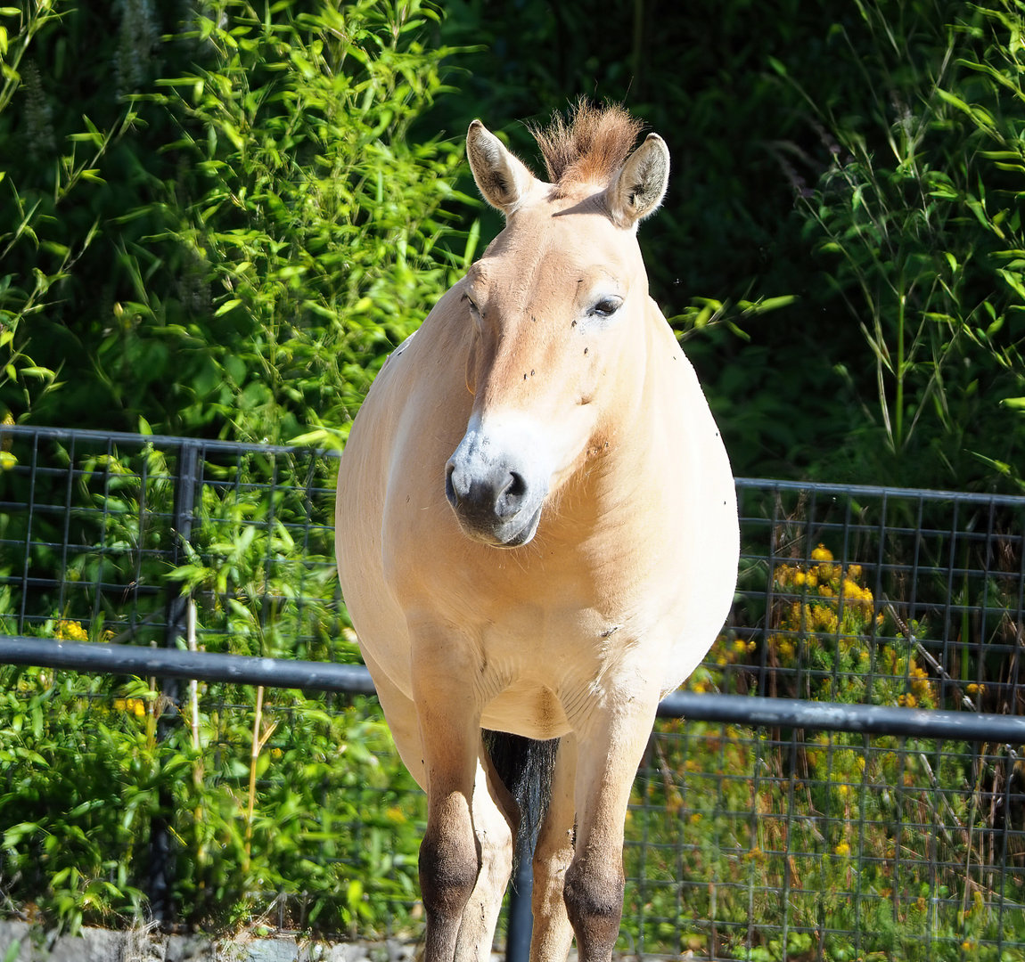 Przewalski's horse (Equus ferus przewalskii), 2022-07-03