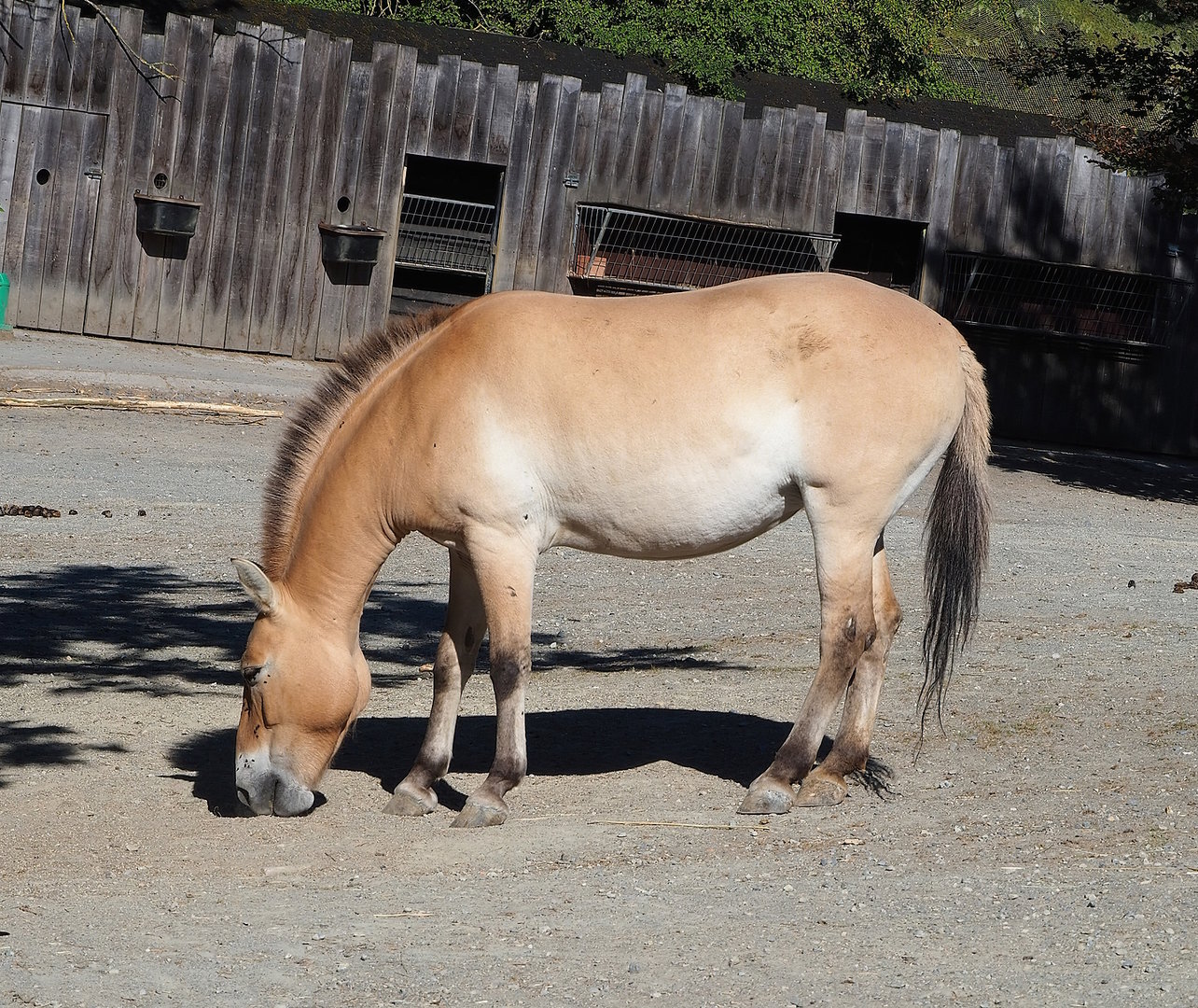 Przewalski's horse (Equus ferus przewalskii), 2022-08-07