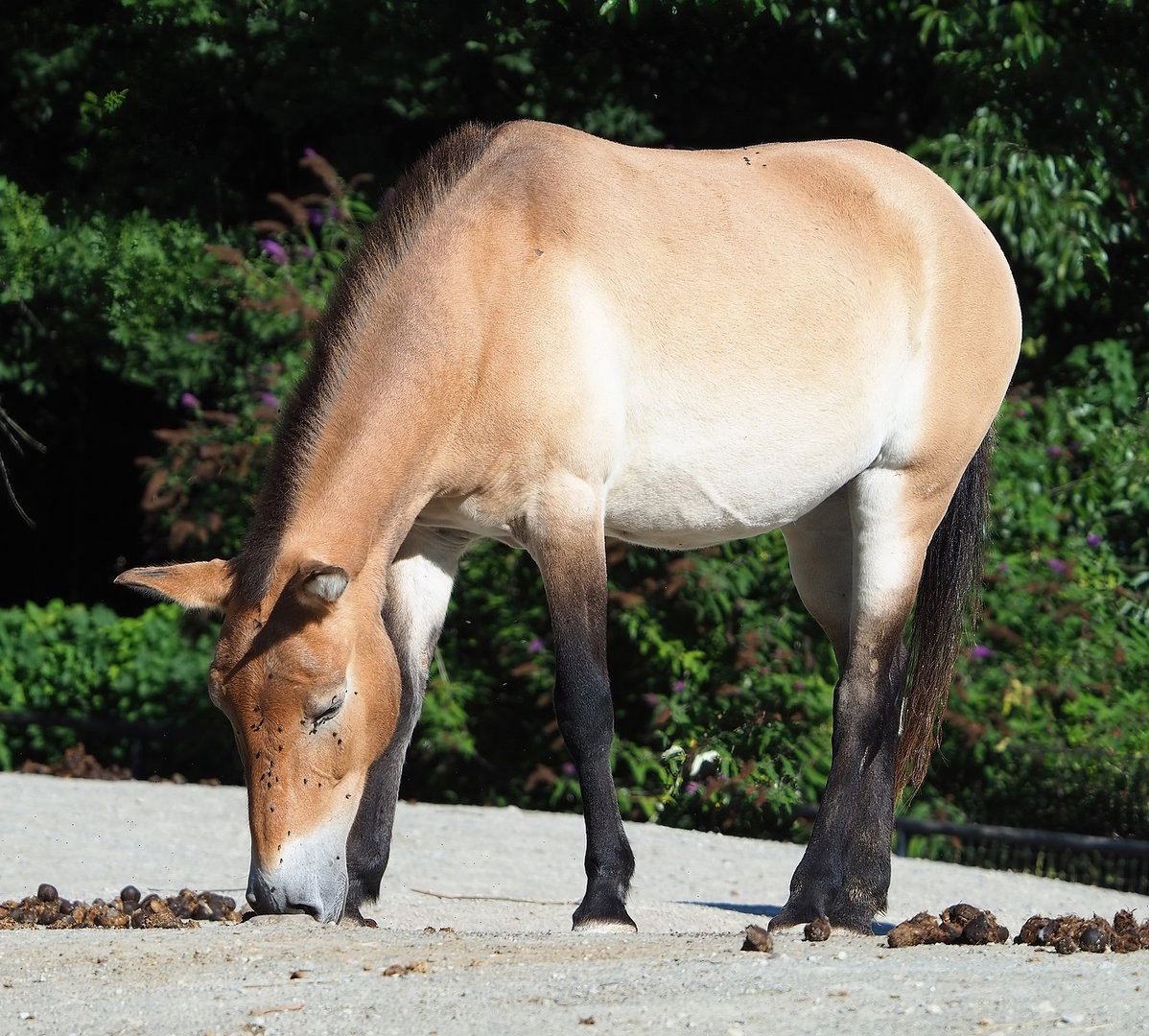 Przewalski's horse (Equus ferus przewalskii), 2022-08-07