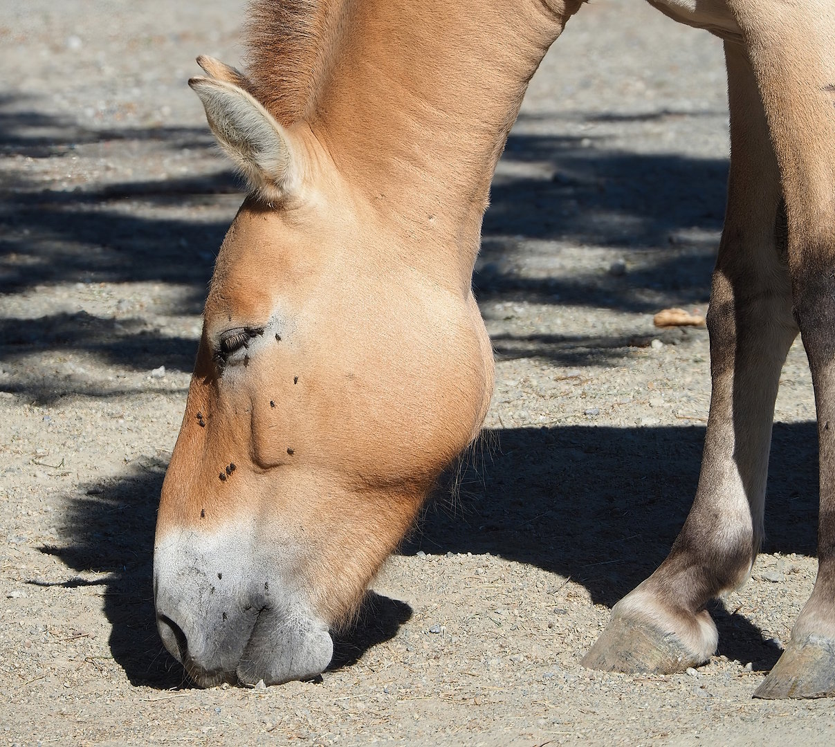 Przewalski's horse (Equus ferus przewalskii), 2022-08-07