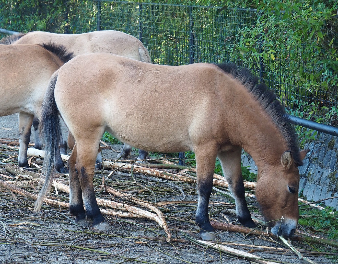 Przewalski's horse (Equus ferus przewalskii), 2022-09-12