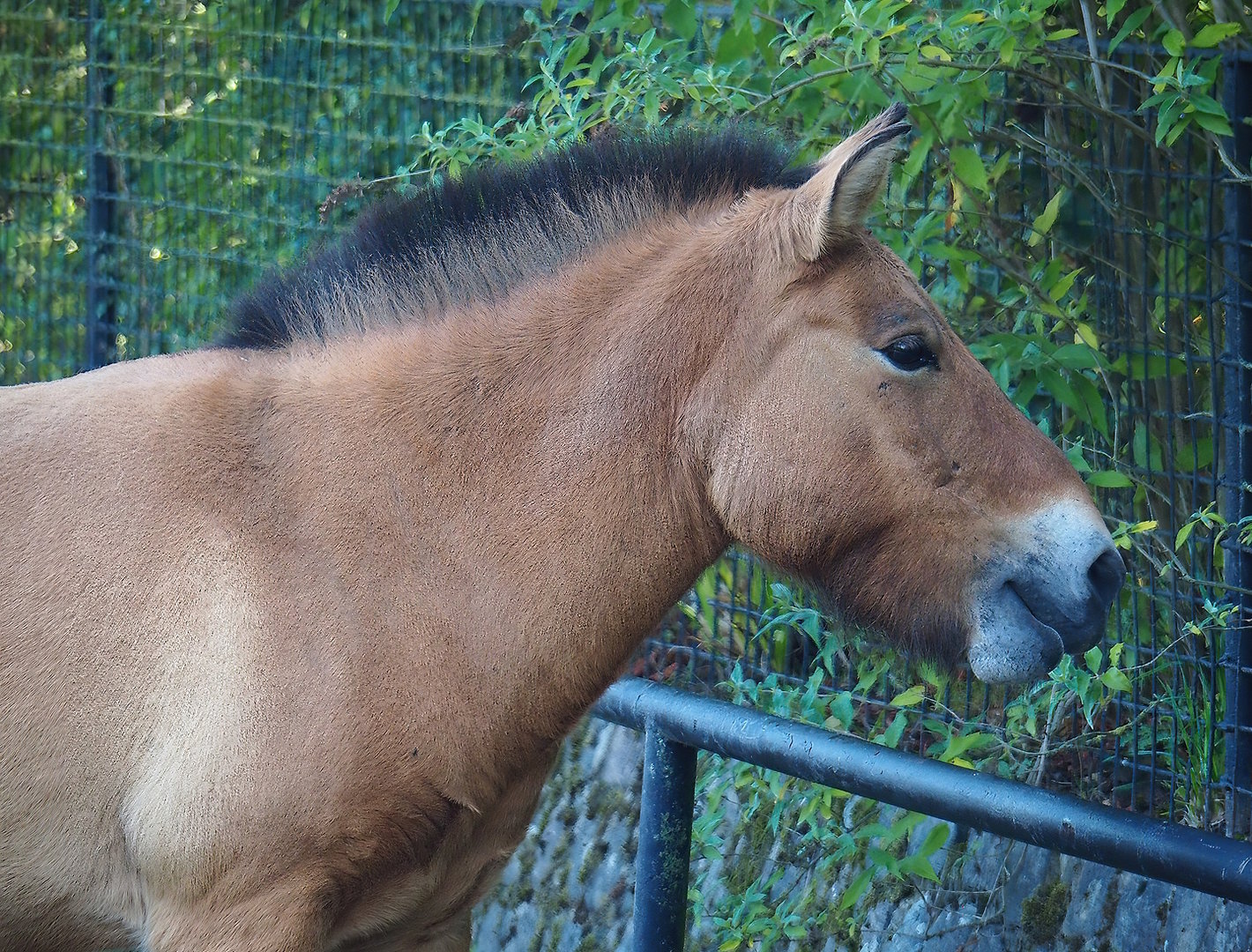 Przewalski's horse (Equus ferus przewalskii), 2022-09-12