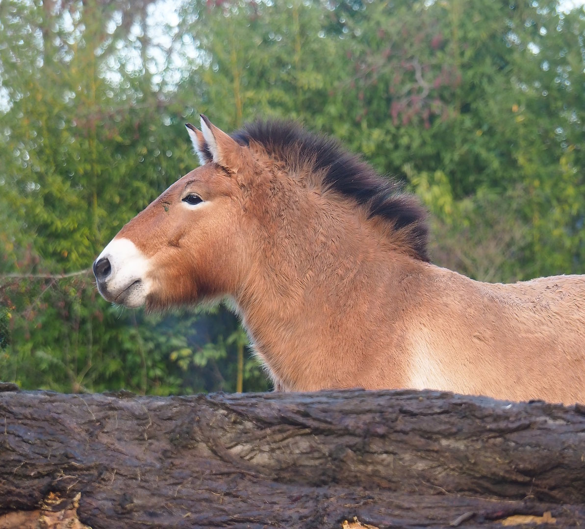 Przewalski's horse (Equus ferus przewalskii), 2022-12-27