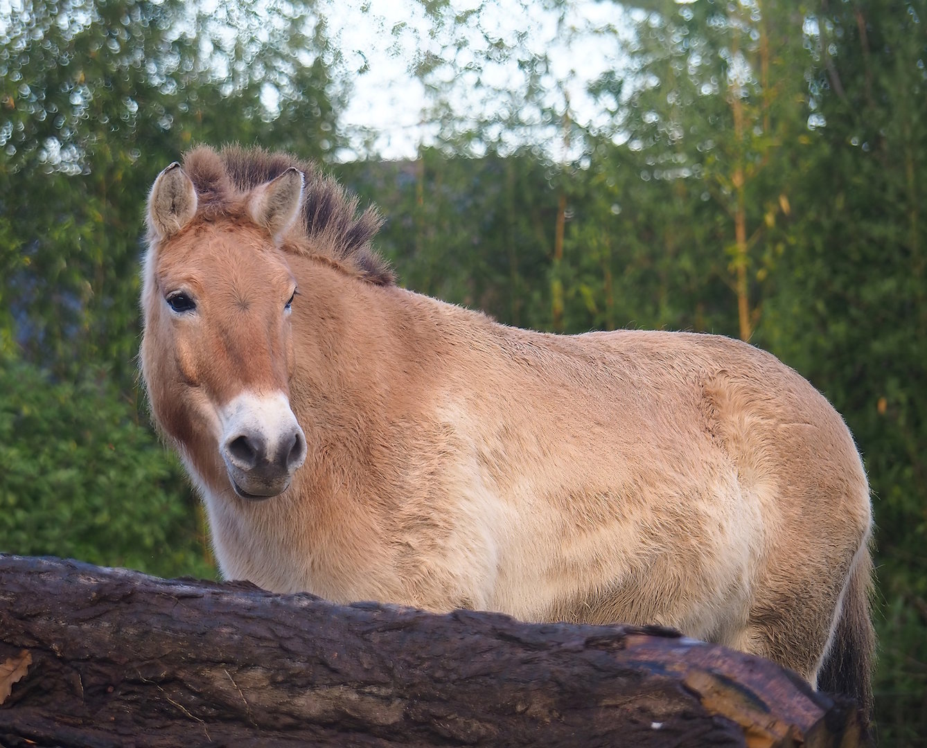Przewalski's horse (Equus ferus przewalskii), 2022-12-27