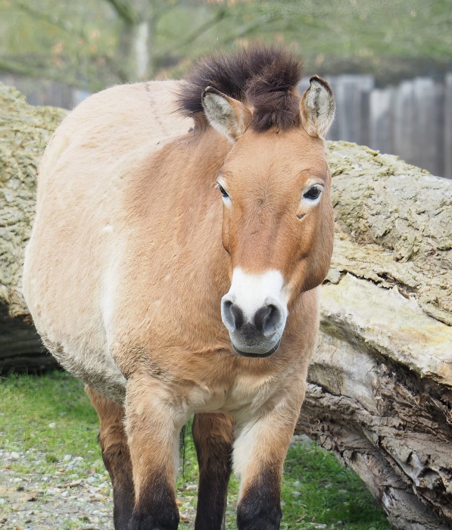 Przewalski's horse (Equus ferus przewalskii), 2023-03-28