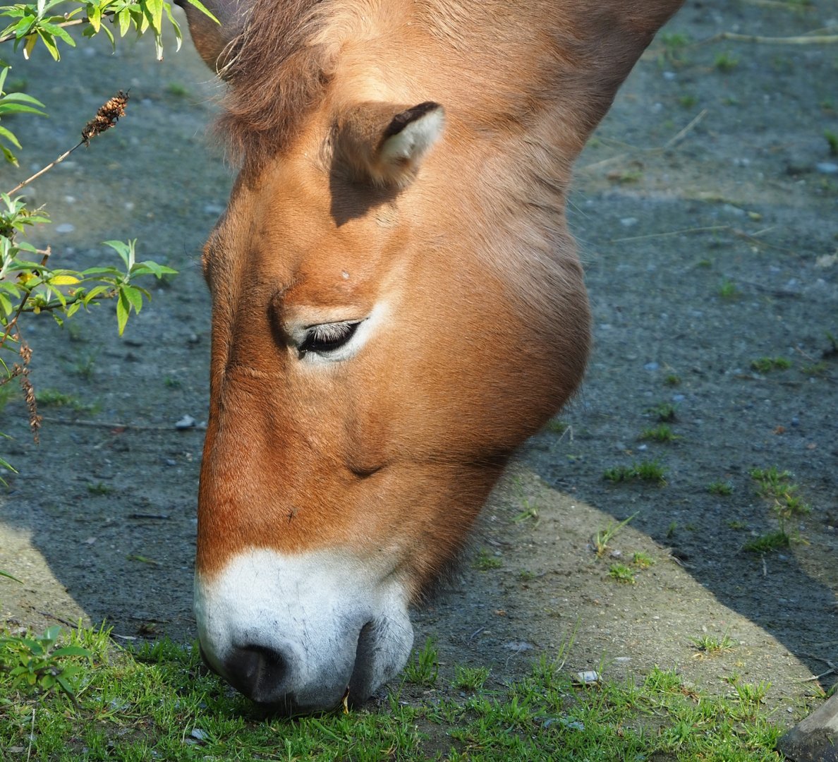 Przewalski's horse (Equus ferus przewalskii), 2023-05-13